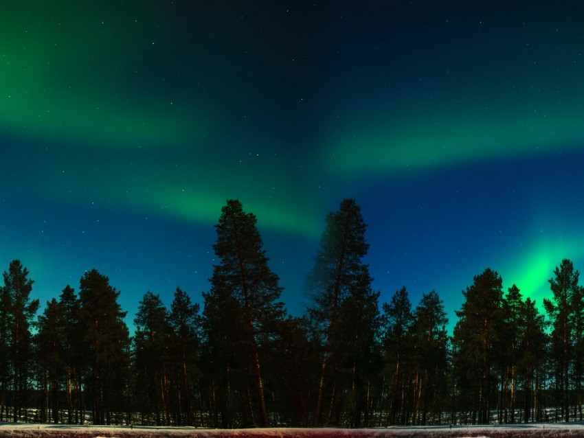 northern lights, aurora, trees, forest, starry sky