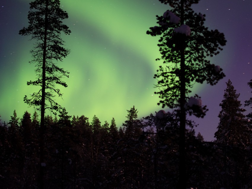 northern lights, aurora, trees, snow, forest, night, snowy