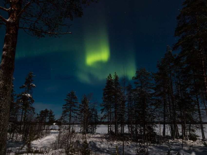 northern lights, aurora, winter, forest, night, trees, sky