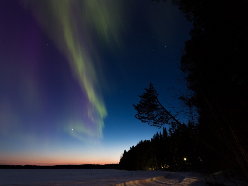 northern lights, winter, forest, night, trees