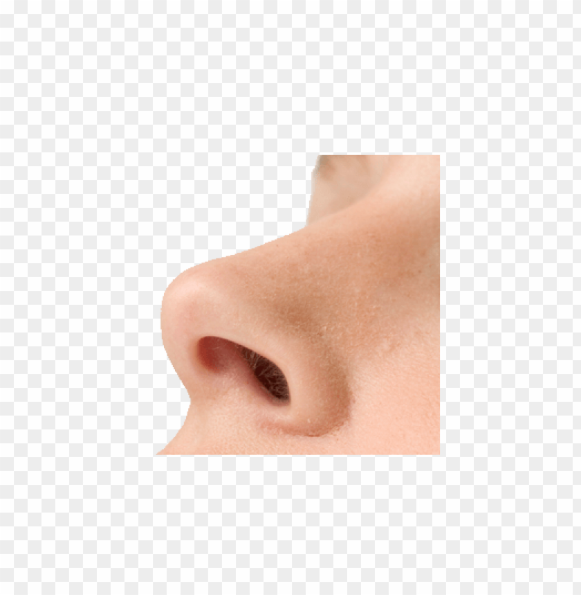 Покажи картинки носа. Нос на белом фоне. Нос на прозрачном фоне. Изображение носа.