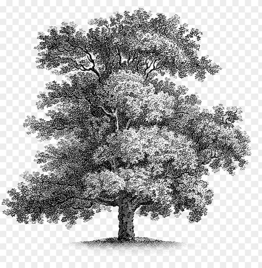 oak tree free vintage printable PNG transparent with Clear Background ID 281473