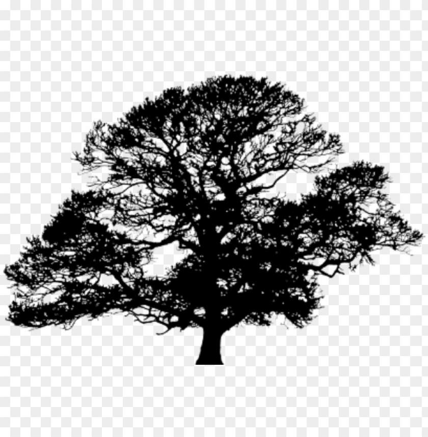 oak tree silhouette transparent background