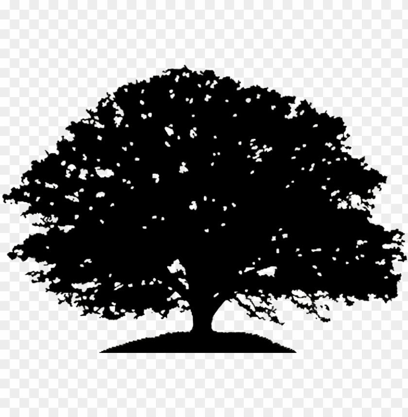 Set of hand drawn trees, silhouette, sketch collection graphic template  vector illustration. 12941560 Vector Art at Vecteezy