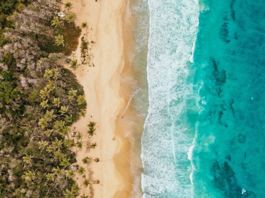 ocean, aerial view, coast, palm trees, sand, surf, foam