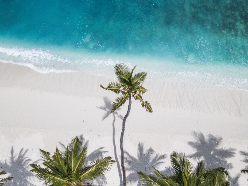 ocean, palm trees, aerial view, coast, sand, maldives