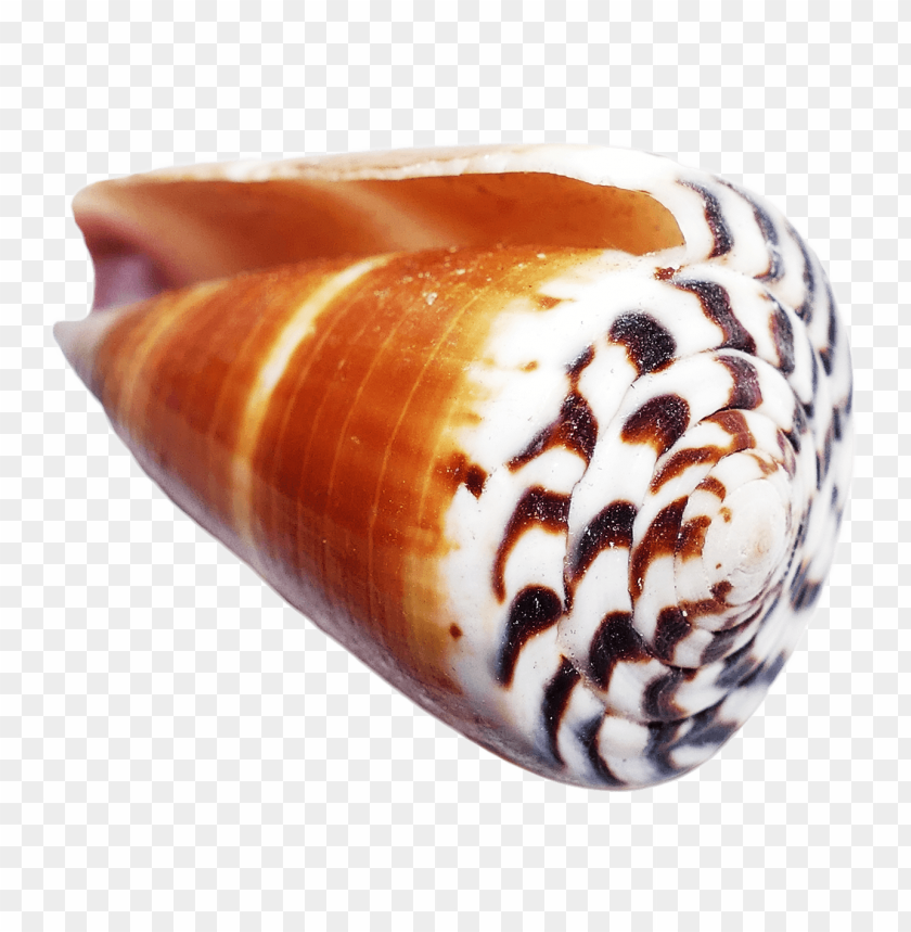 objects, nature, shell, sea, beach, seashell, helix