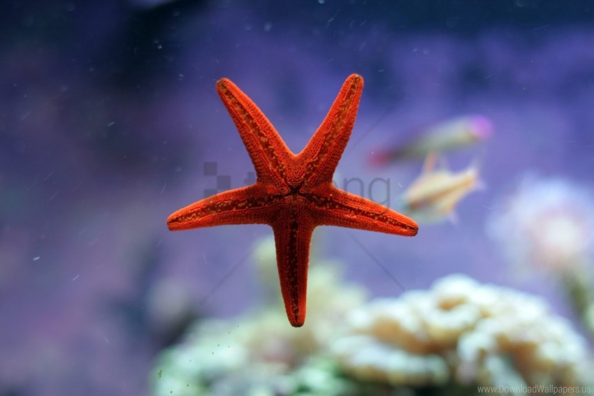 Ocean Starfish Underwater Wallpaper Background Best Stock Photos Toppng