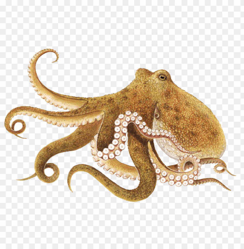 animals, octopuses, octopus brown, 