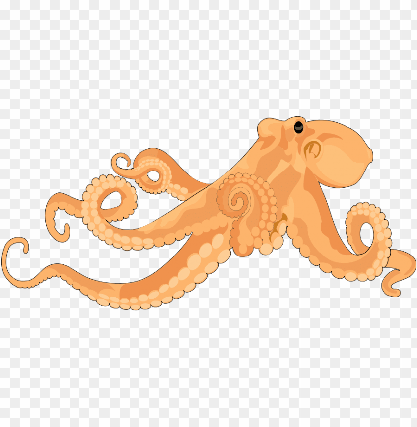 octopus png, octopus,png