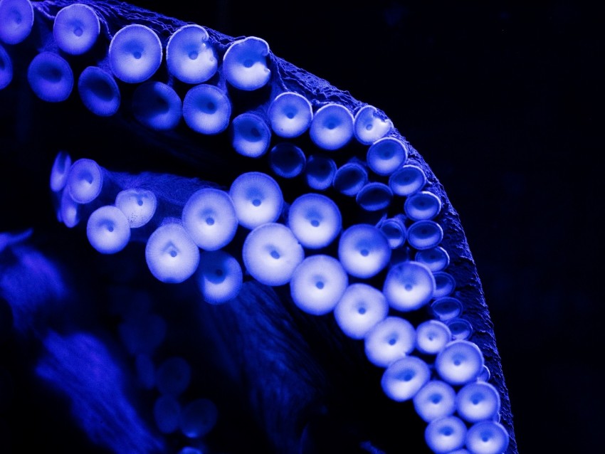 octopus, tentacles, close-up, blue, dark