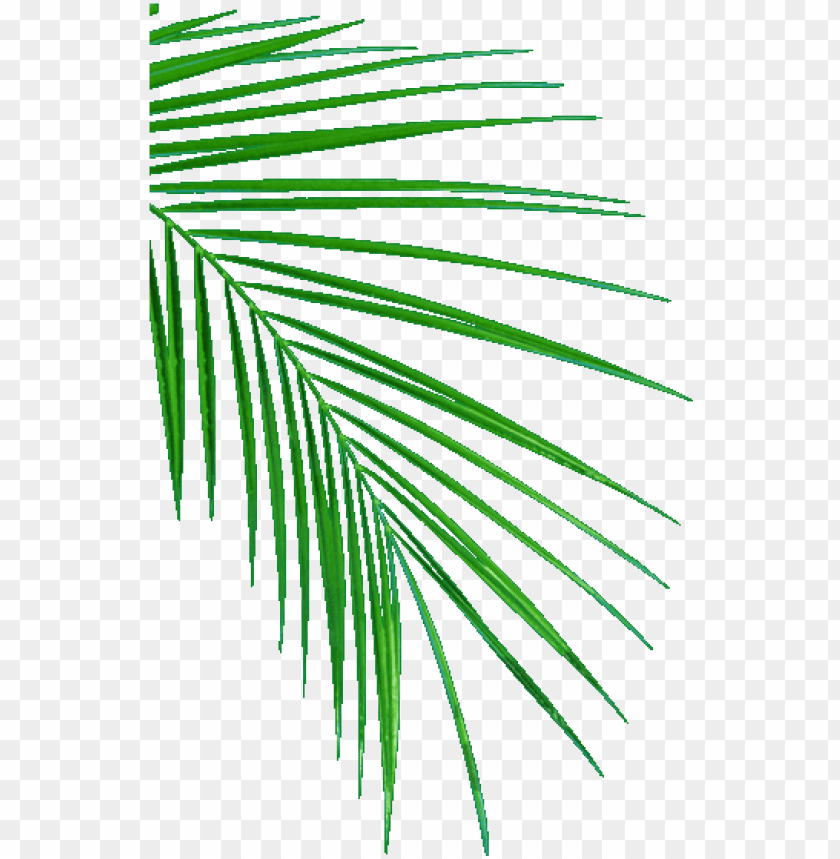 palm tree leaf, palm leaf, palm leaves, palm tree silhouette, palm tree vector, palm tree clip art