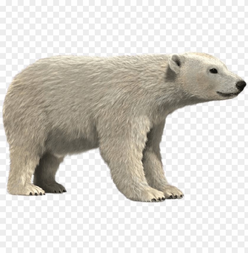 Olar Bear 3d Model Polar Bear Png Image With Transparent