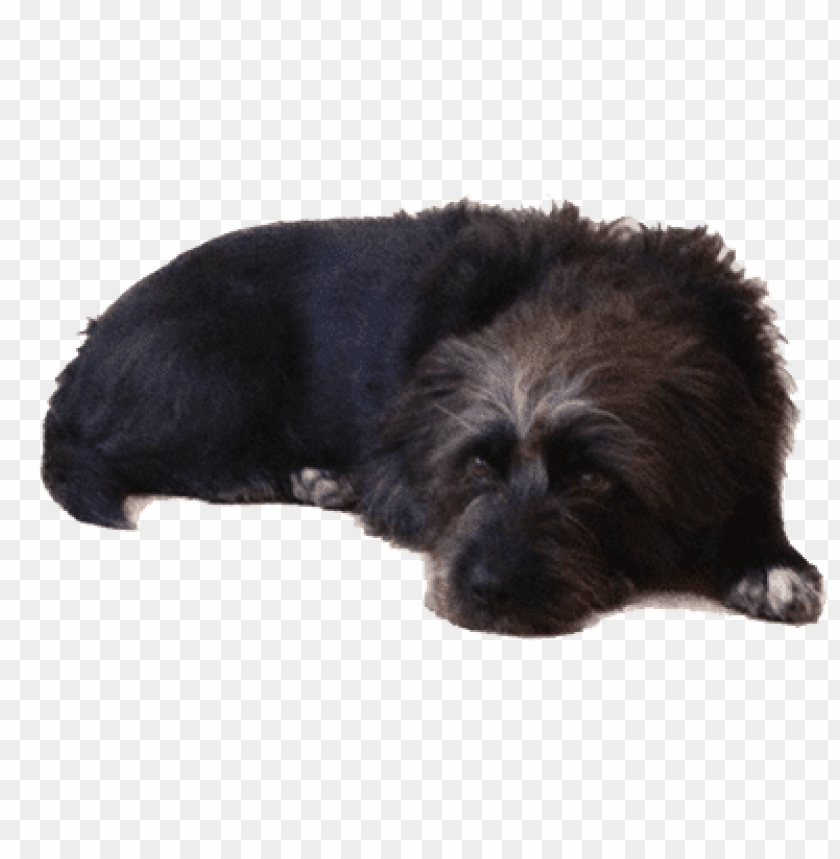old black dog lying down png images background - Image ID 65236