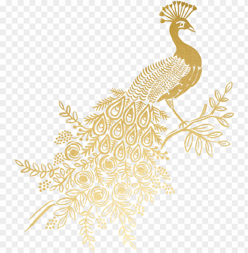old peacock PNG image with transparent background | TOPpng