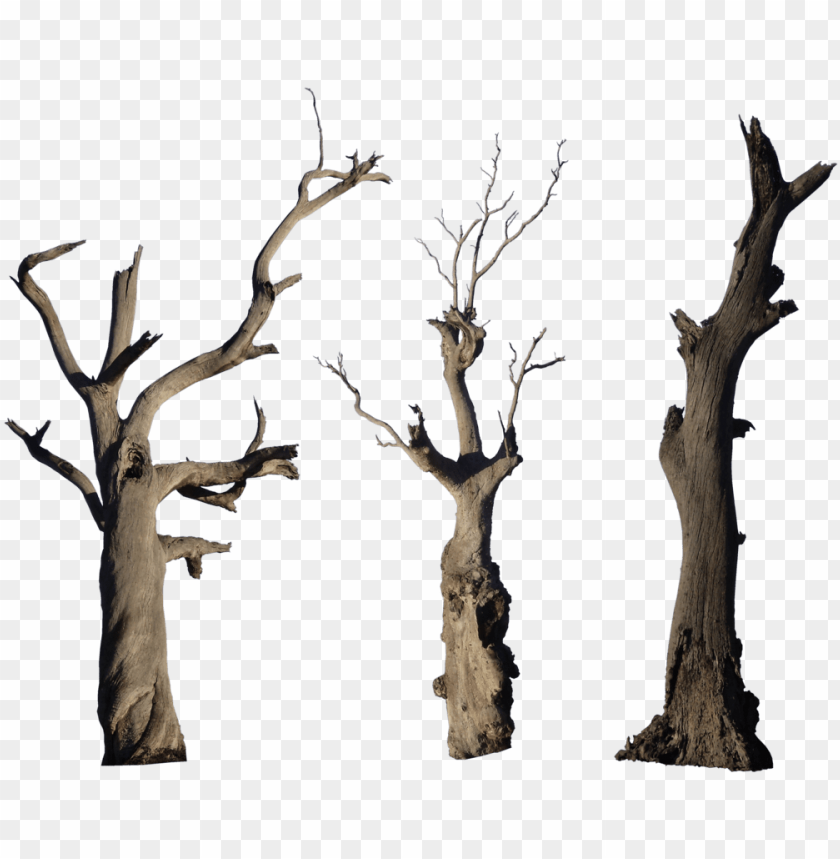 free PNG old tree png high-quality image - old tree trunk PNG image with transparent background PNG images transparent