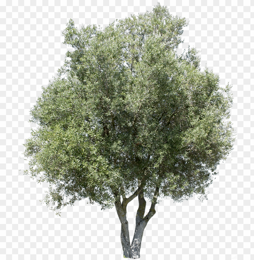 olea europaea i - transparent background olive tree PNG image with transparent background@toppng.com