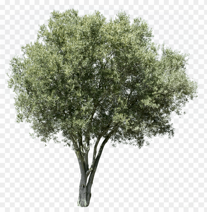 free PNG olea europaea v - olive tree cut out PNG image with transparent background PNG images transparent