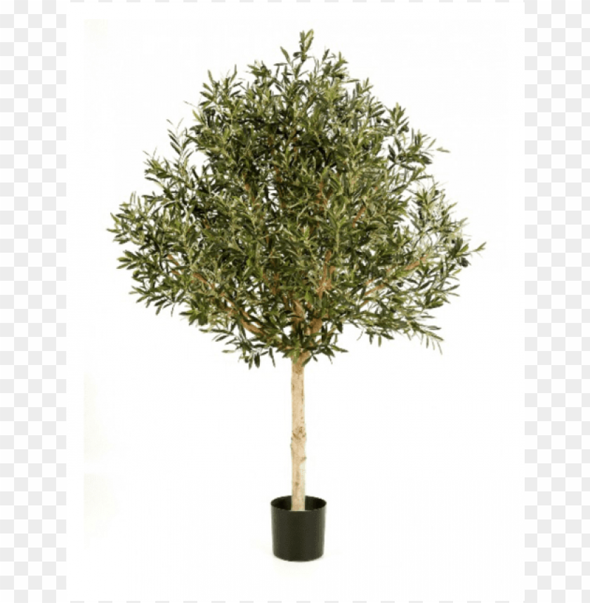 free PNG olijfboom topiary, 180cm - artificial olive tree outdoor PNG image with transparent background PNG images transparent