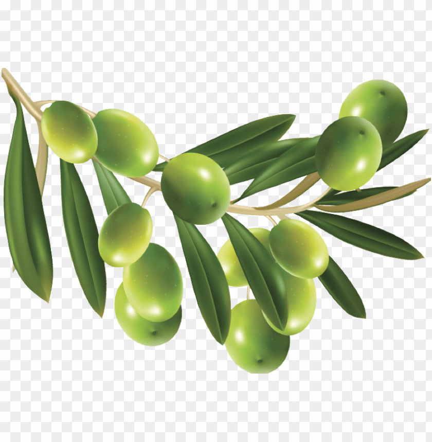 Transparent Olive PNG Background - Image ID 6450 | TOPpng