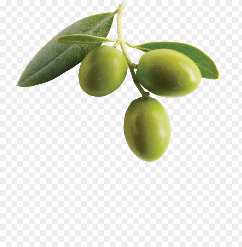 olives,fruits, olive,خضروات,زيتون