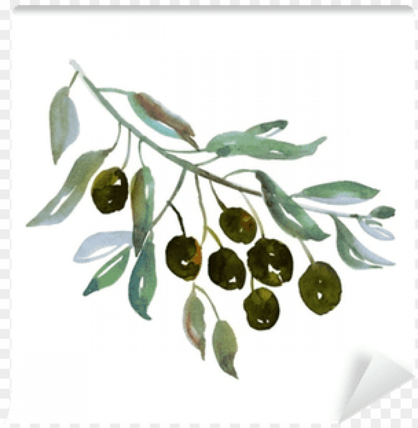 olive branch, pine tree branch, tree branch silhouette, christmas tree branch, tree branch, tree illustration