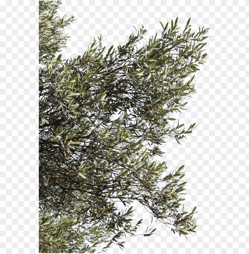 Olive Tree Branch PNG Image With Transparent Background
