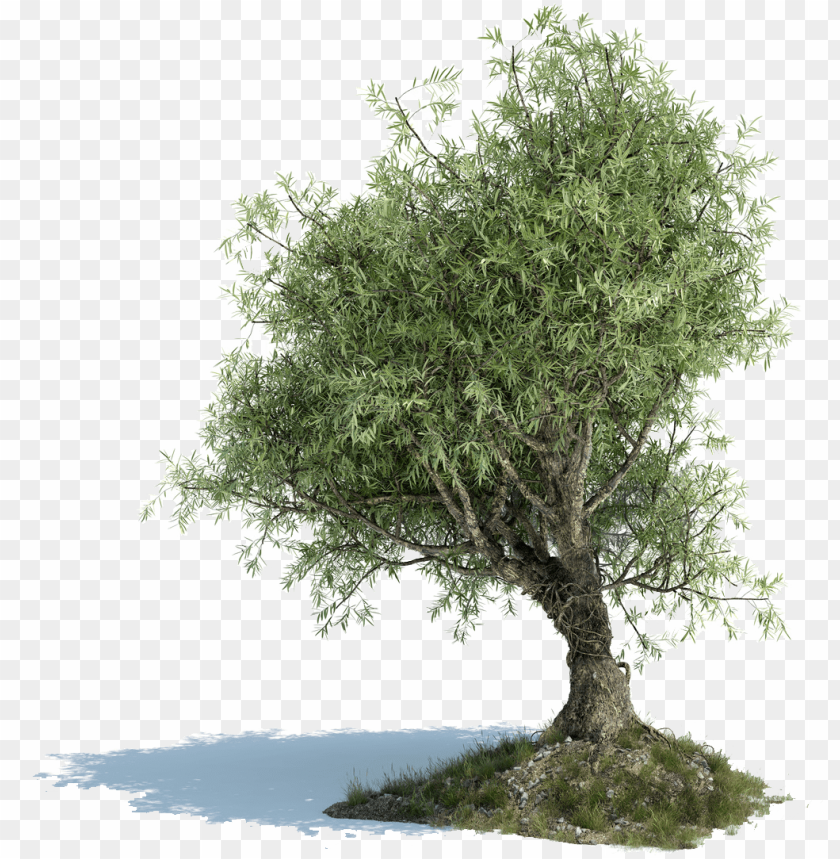 free PNG olive tree png image library download - old olive tree PNG image with transparent background PNG images transparent