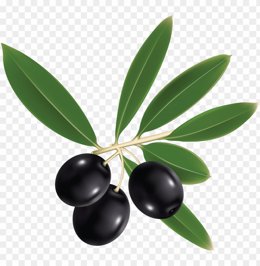 
olives
, 
small oval fruit
, 
stone and bitter flesh
, 
bluish black
