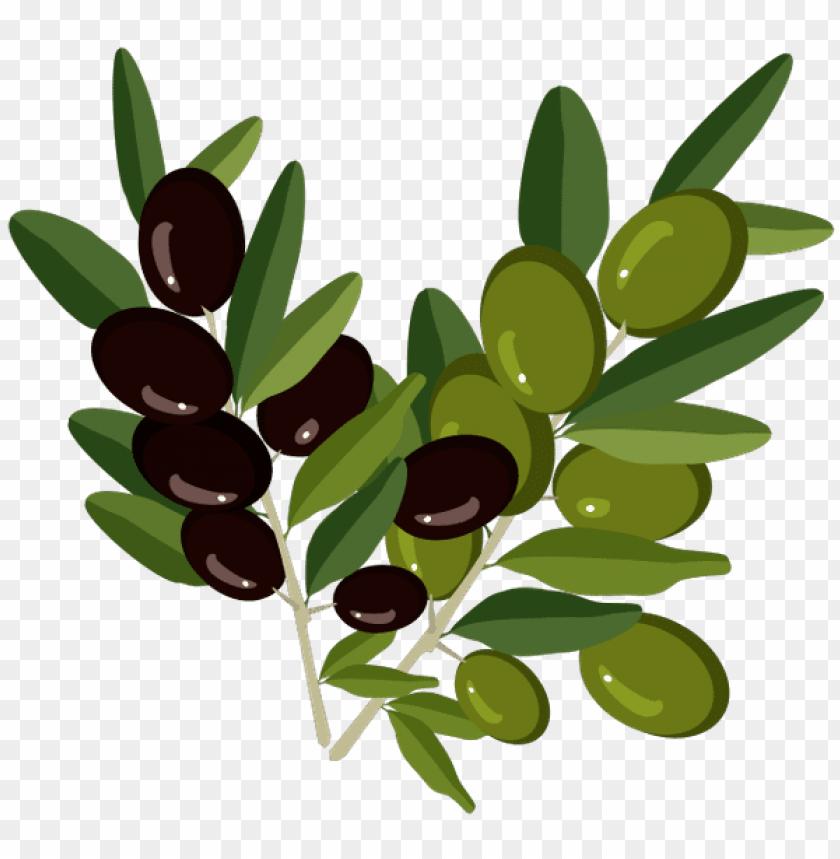 Оливки, Веточка Оливы, olive branch, oliven, olivenzweig, - Веточки Оливы Пнг PNG image with transparent background@toppng.com