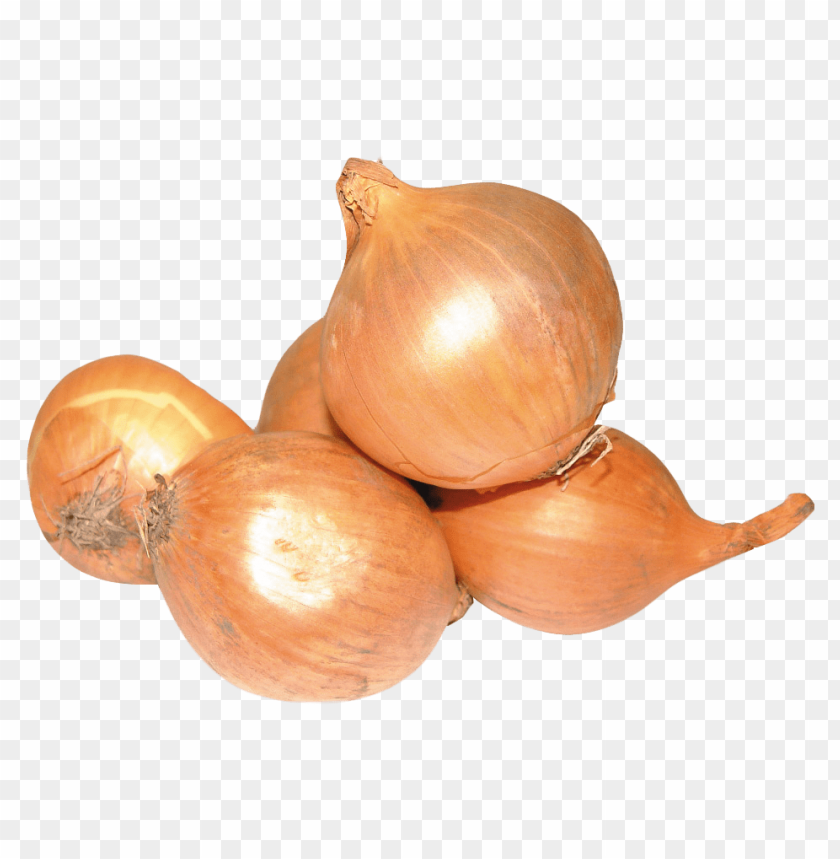 free PNG Download onion png images background PNG images transparent