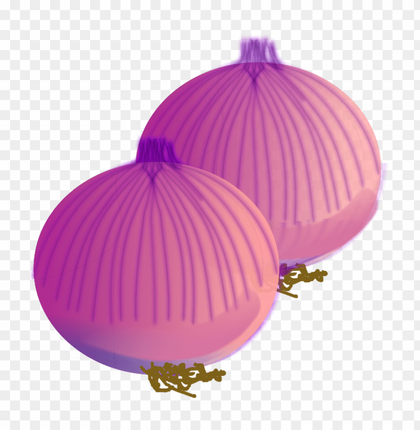 onion vector