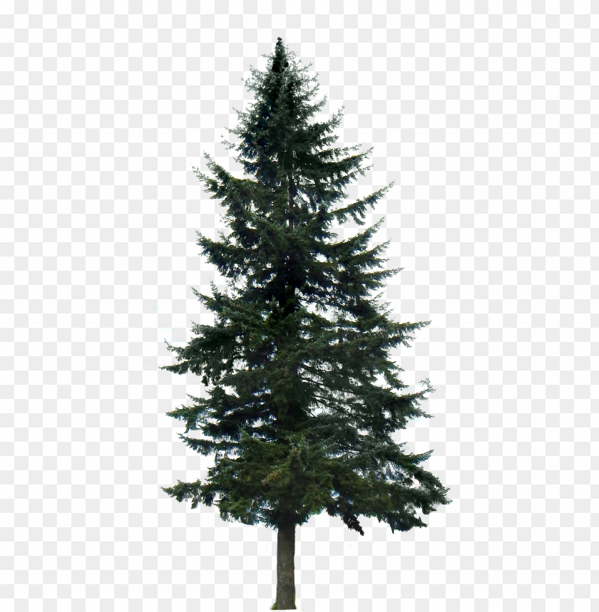free PNG oogle search tree render, tree photoshop, pine tree - pine trees transparent background PNG image with transparent background PNG images transparent