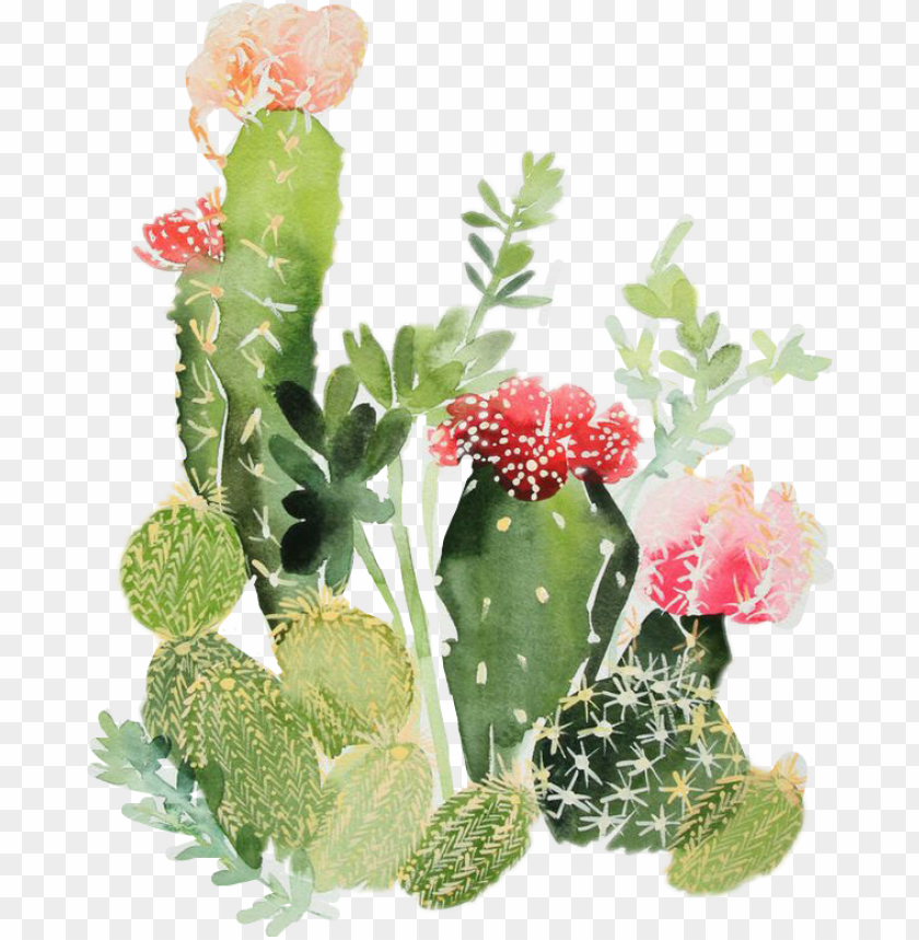 Download Opales Cactus Watercolor Print Png Image With Transparent Background Toppng