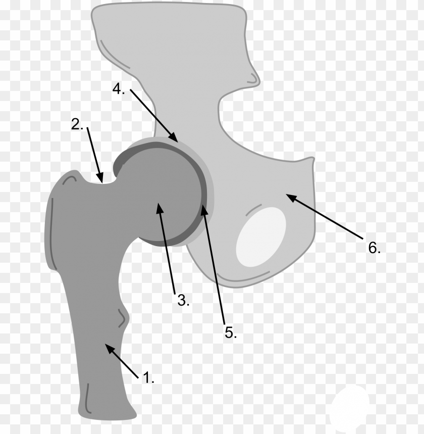 Ball And Socket Joint Illustration - Twinkl Ball And Socket Joint Drawing  Png,Joint Png - free transparent png images - pngaaa.com