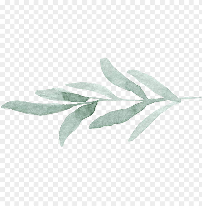 free PNG open post - russian olive PNG image with transparent background PNG images transparent