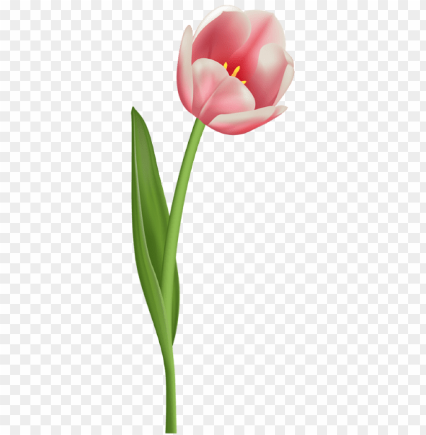 open tulip transparent