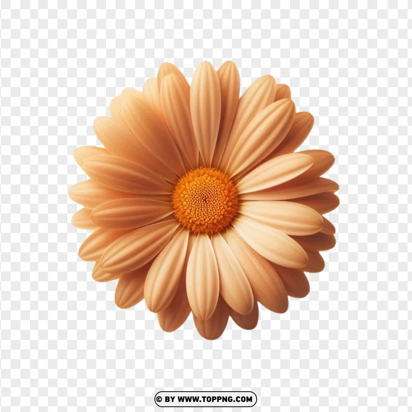 Orange daisy, Flowers, spring, blossom,floral, nature, leaf