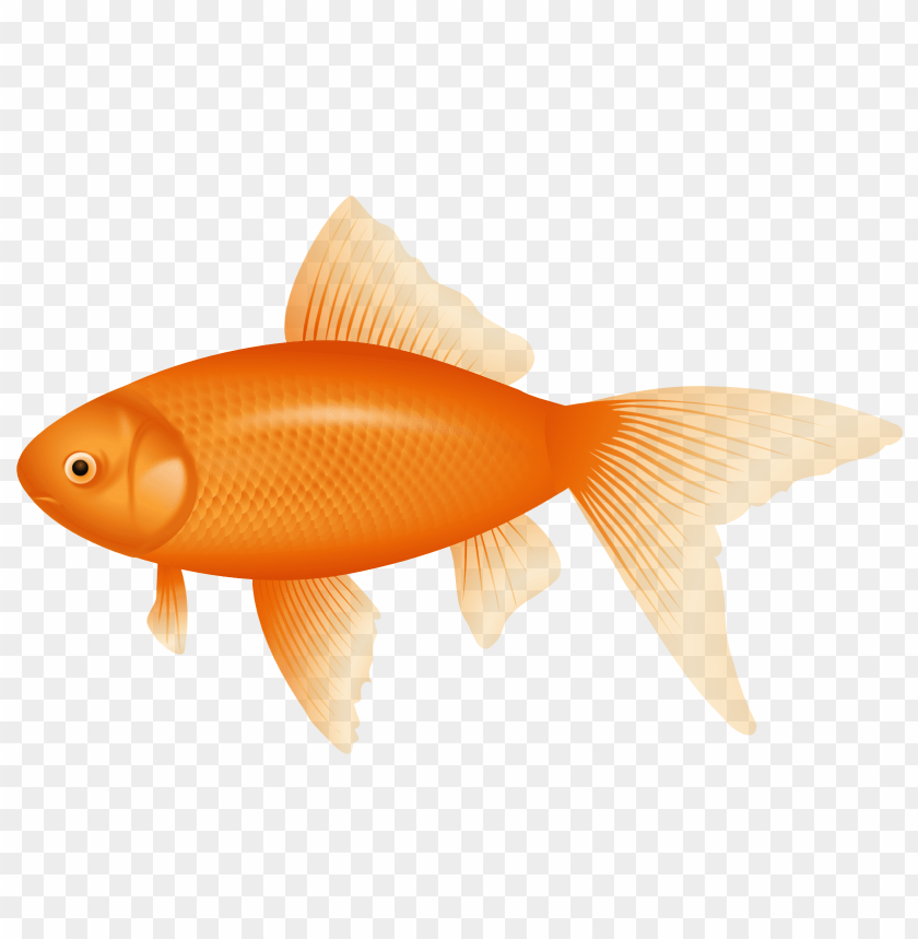 Download orange fish clipart png photo | TOPpng