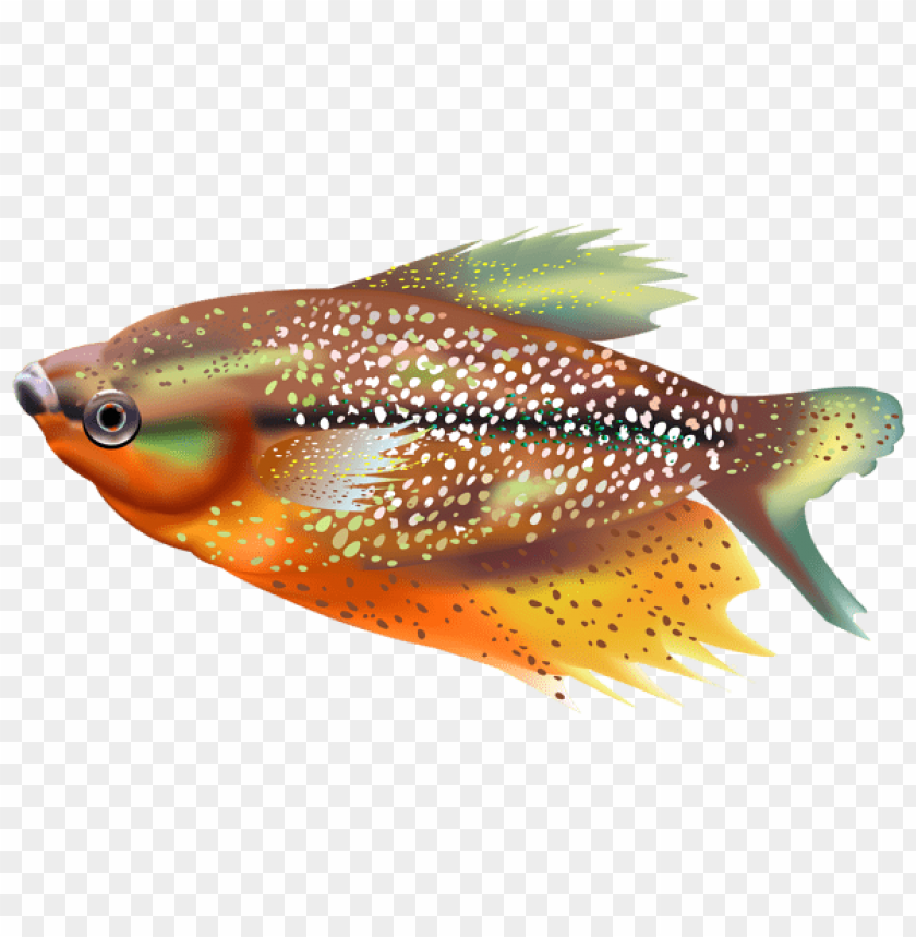 free PNG Download orange fish transparent clipart png photo   PNG images transparent