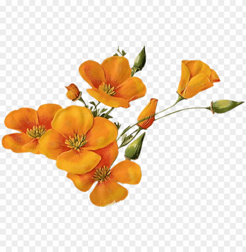 Orange Flowers Png Image With Transparent Background Toppng