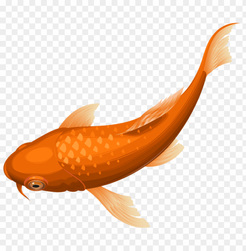 Download orange koi fish transparent clipart png photo  @toppng.com