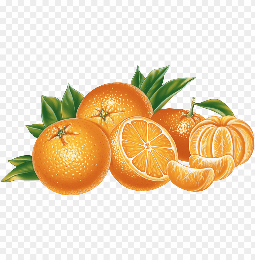 orange, fruit, bitter orange, oranges, clip art