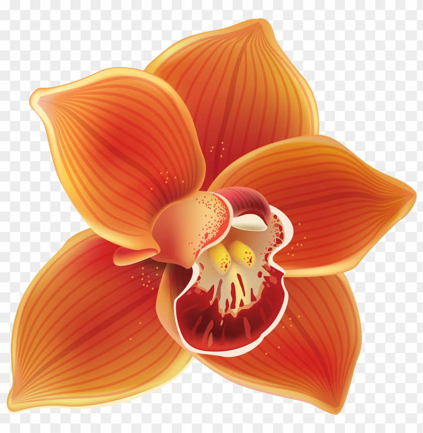 orange, orchid