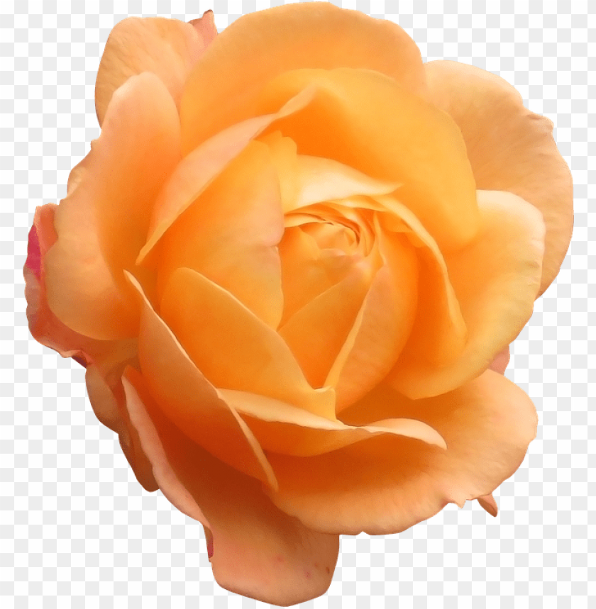 orange rose PNG transparent with Clear Background ID 97588