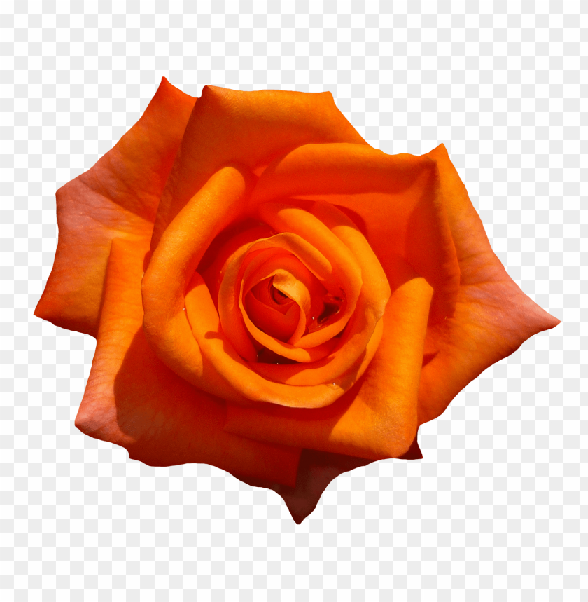 
rose
, 
flower
