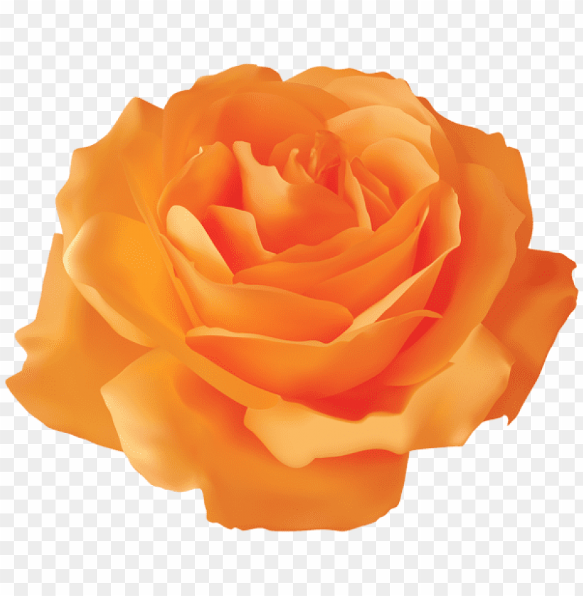 PNG image of orange rose transparent with a clear background - Image ID 43887