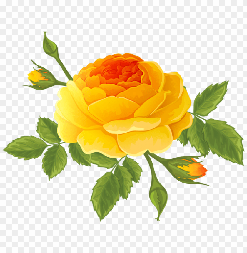 orange rose with buds