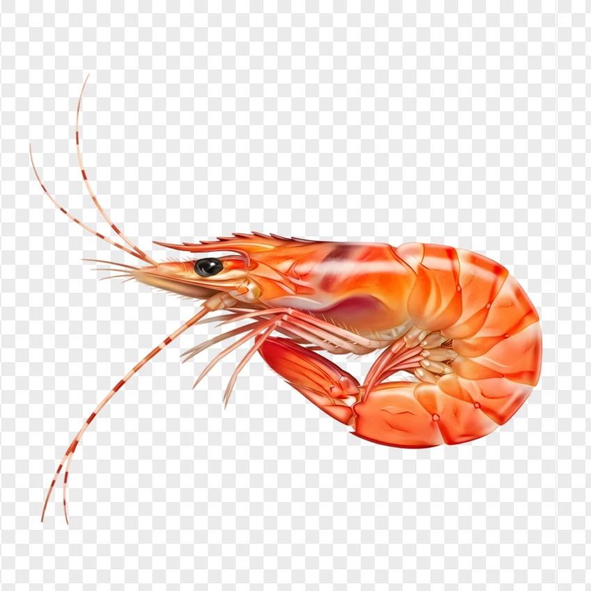 Orange Shrimp Isolated For Seafood Design PNG Transparent Background