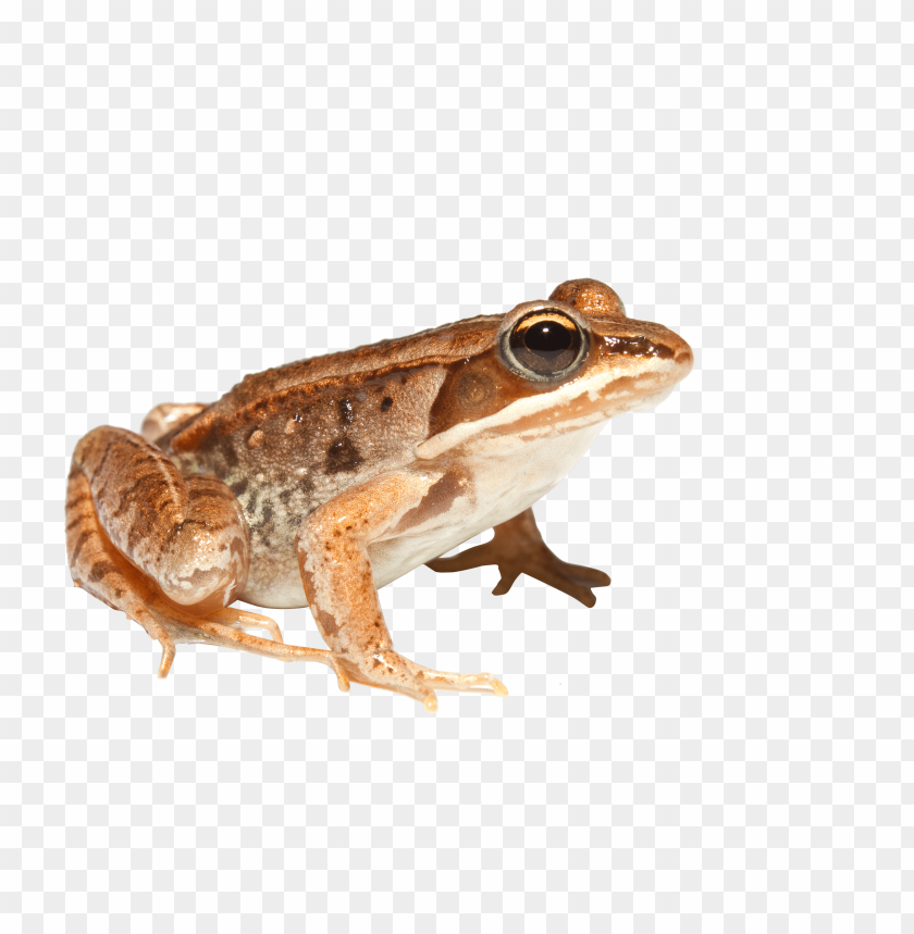 orange toad png images background - Image ID 9653